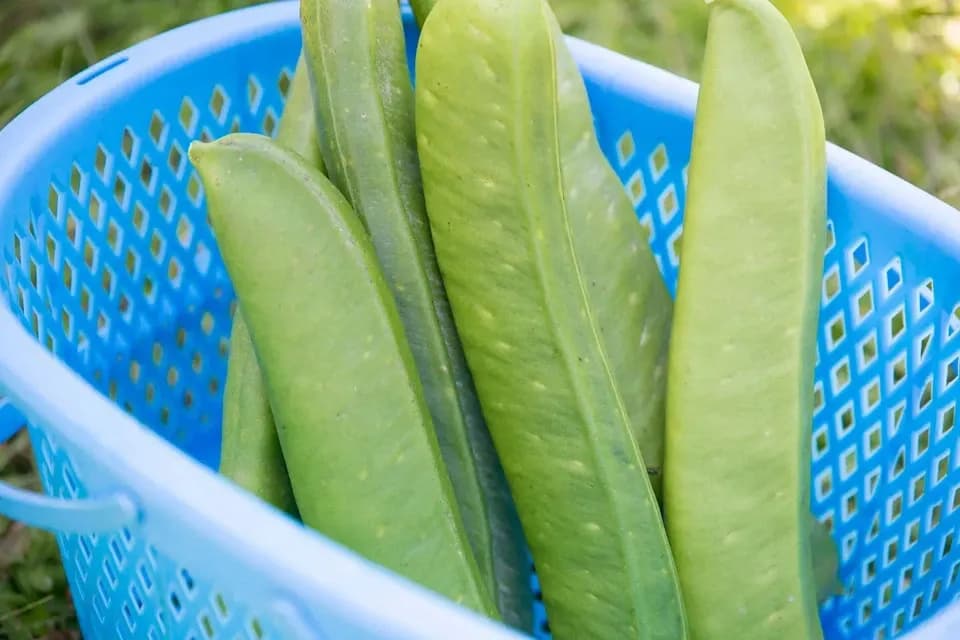 丹波なた豆茶 [無農薬・無化学肥料] ノンカフェイン