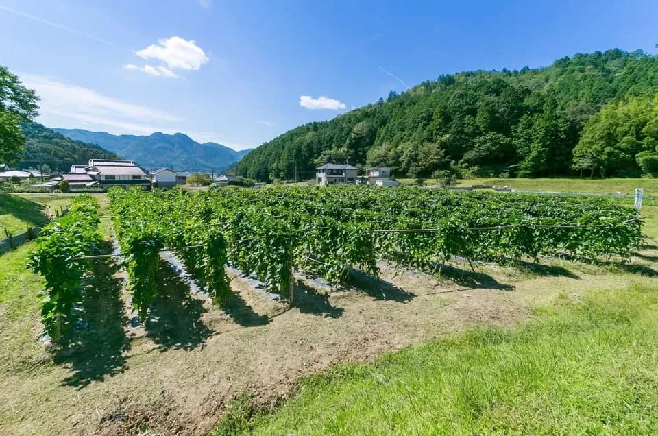 丹波なた豆茶 [無農薬・無化学肥料] ノンカフェイン