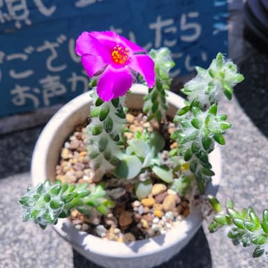 大好きな多肉植物のお話。