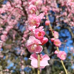梅まつり🌸