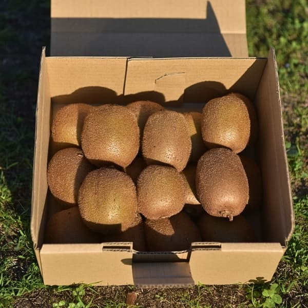 約1kg