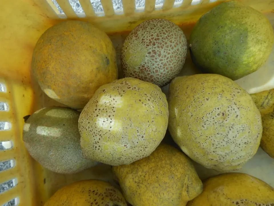 数量限定 瀬戸内レモン加工用 無農薬・無化学肥料 国本農園 (広島県産
