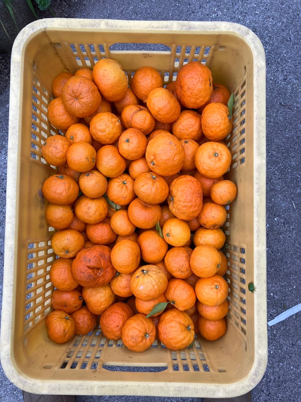 崖っぷち小玉ポンカン5キロ