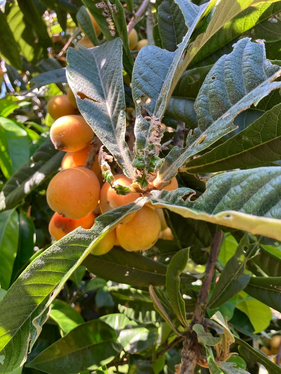 びわ　ビワ　　無農薬　最終富田様専用