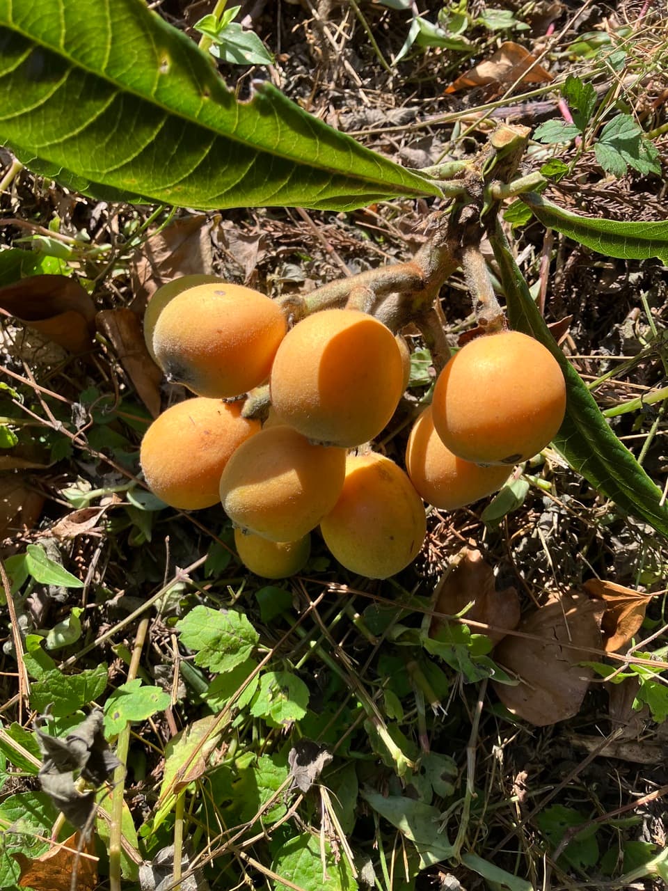 びわ　ビワ　　無農薬　最終富田様専用