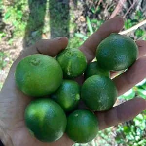 青みかん　摘果　小さいです！注文後収穫のレビュー