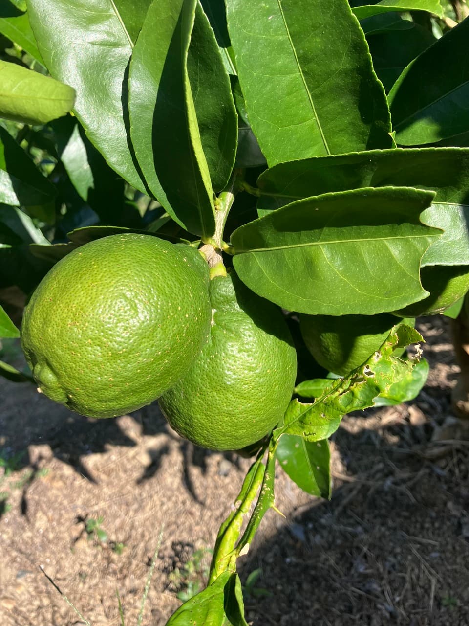 りのかレモン　最終