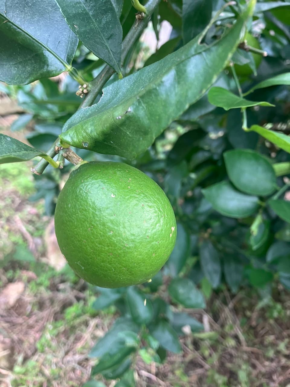 【数量限定】自然栽培・無農薬 ＜ライム＞