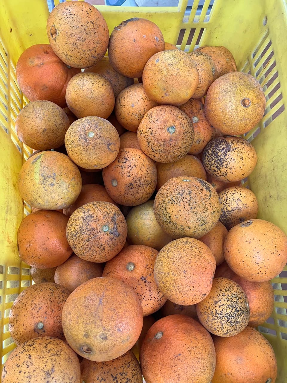 ネーブル　4.5キロ　無農薬