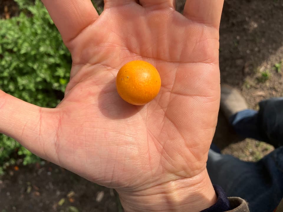 自然栽培＜完熟キンカン＞2キロ美味しさ最高です！