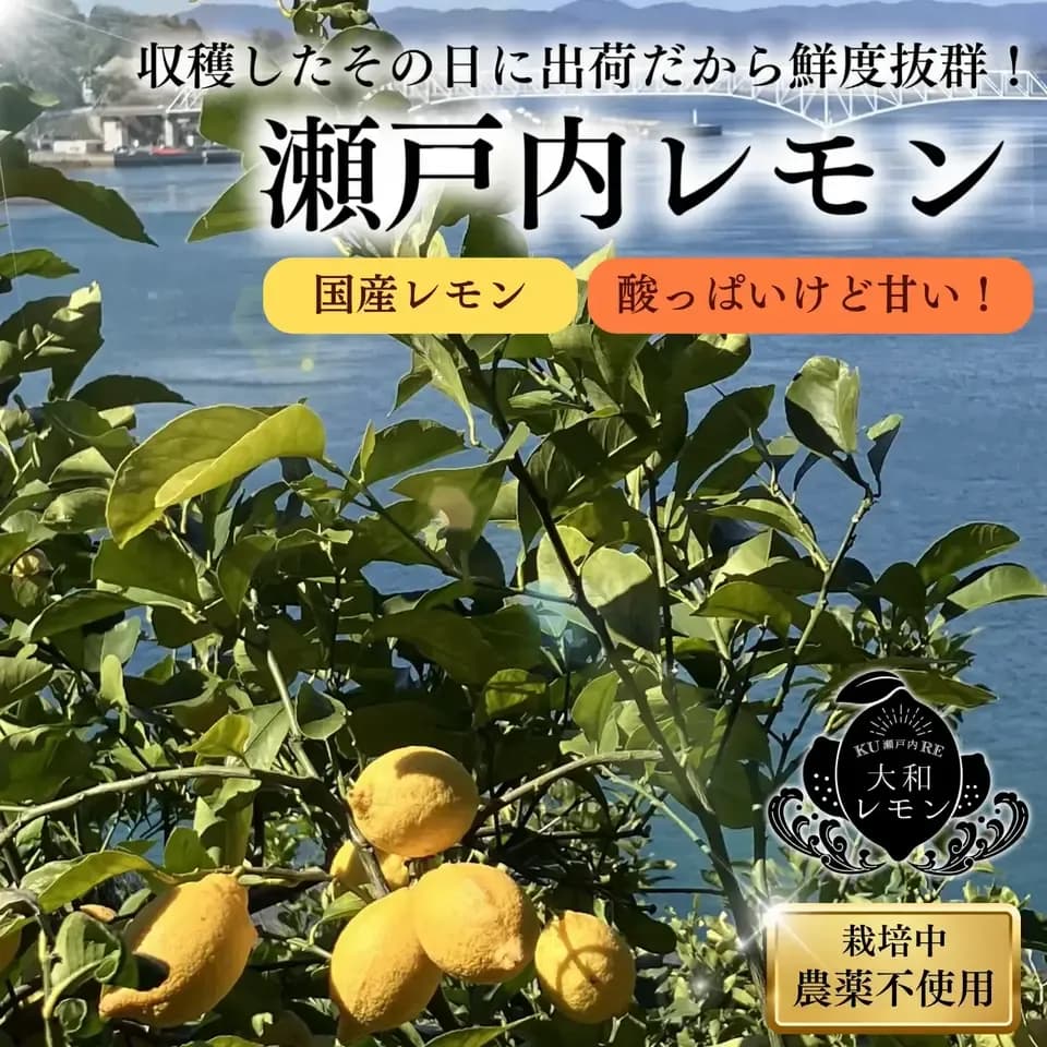 無農薬・広島産瀬戸内レモン 注文後収穫 国本農園 (広島県産) 果物