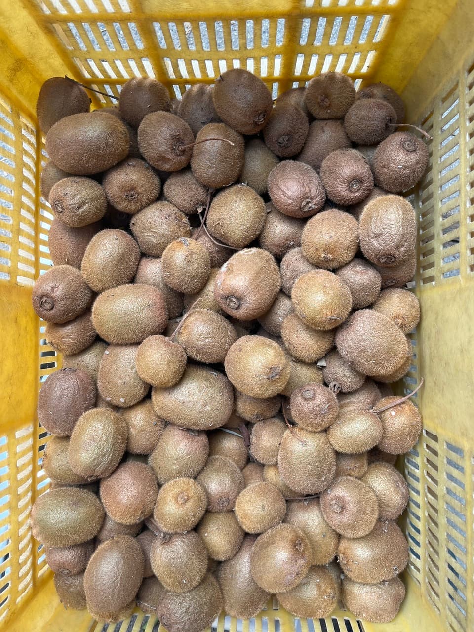 農薬不使用・自然栽培＜キウイフルーツ＞