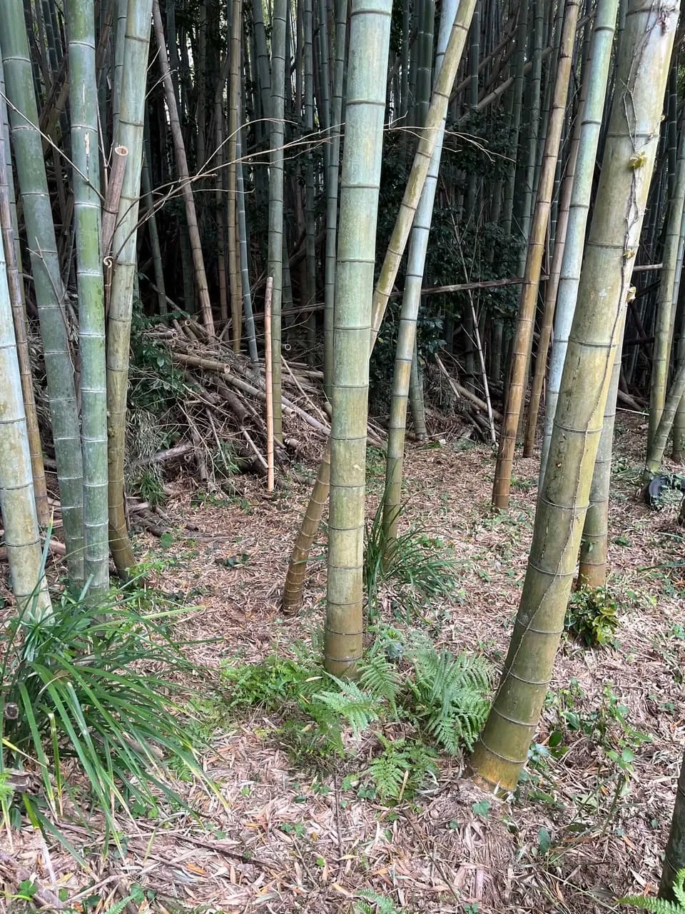 竹の子　無選別6キロ　当日収穫