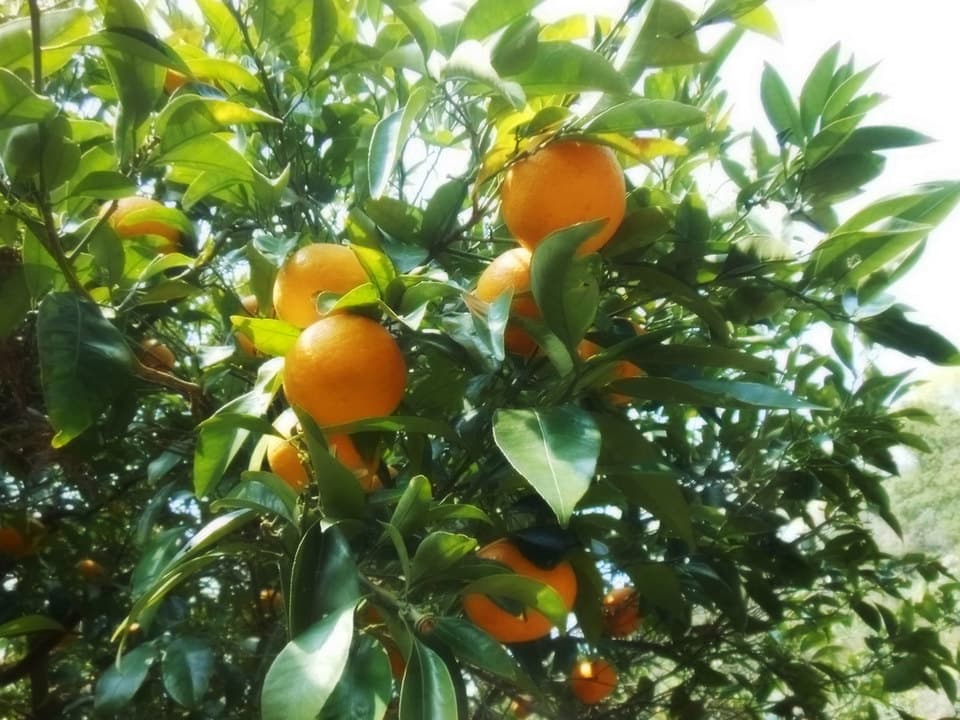 甘夏すっぱい　無農薬・無化学肥料　注文後収穫