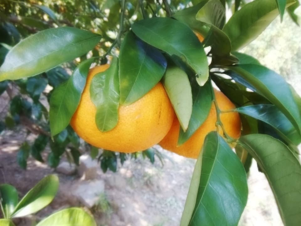 甘夏すっぱい　無農薬・無化学肥料　注文後収穫