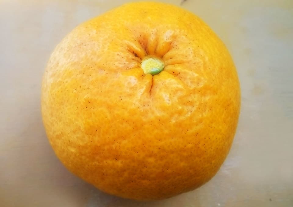 甘夏すっぱい　無農薬・無化学肥料　注文後収穫