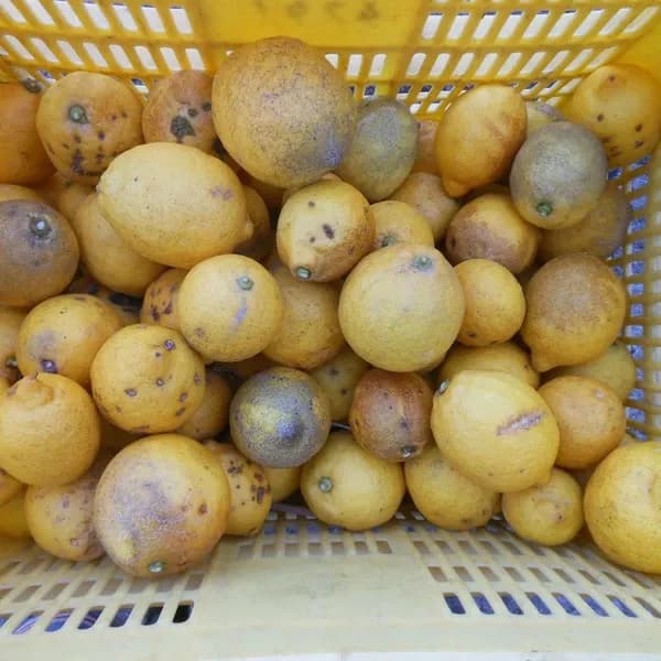 レモン　15k箱入り　瀬戸内産無農薬栽培 数量限定 瀬戸内レモン加工用 無農薬・無化学肥料 国本農園 (広島県産