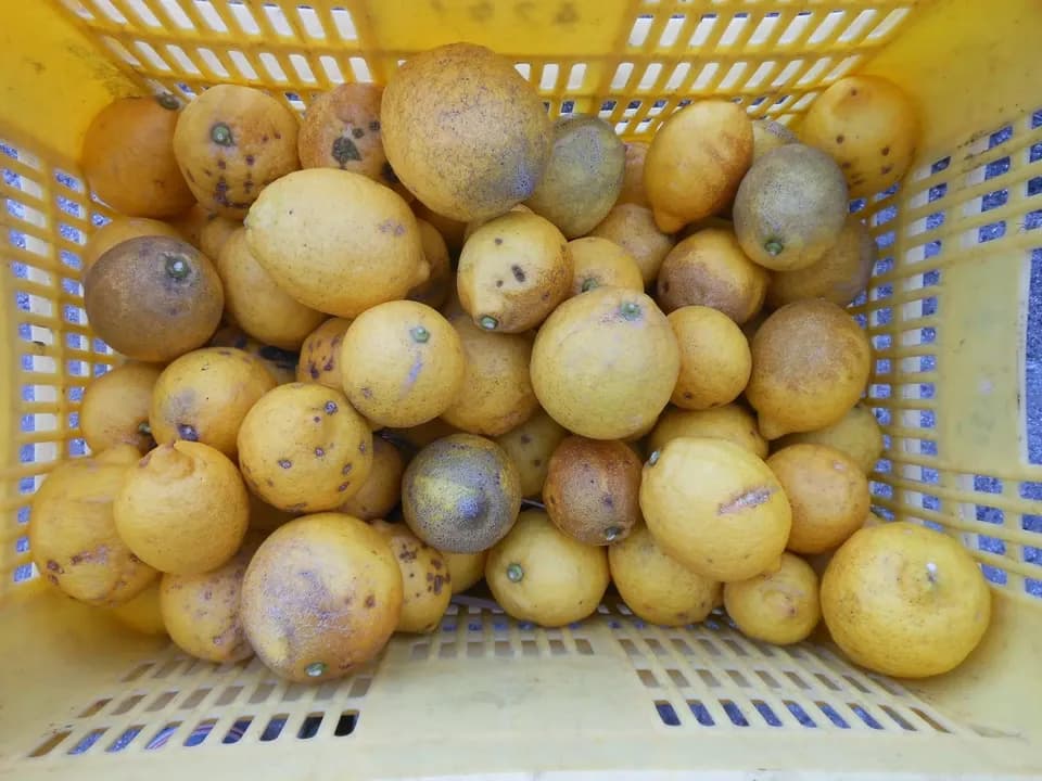 数量限定　瀬戸内レモン加工用 無農薬・無化学肥料