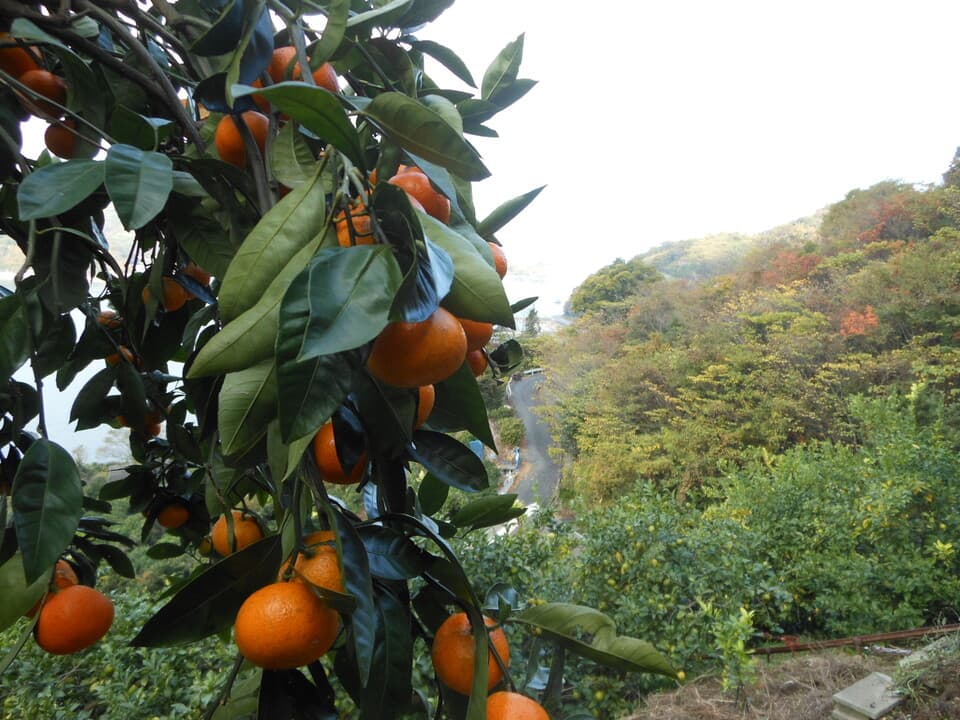 無農薬・自然栽培＜みかん＞家庭用　