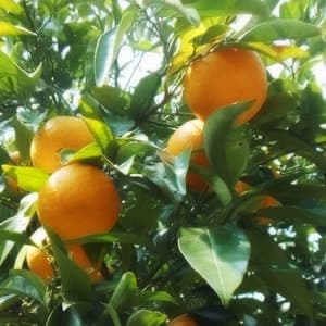 甘夏すっぱい　無農薬・無化学肥料　注文後収穫の口コミ・レビュー(ひぶりさん)