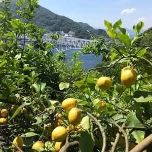 無農薬・広島産瀬戸内レモン 注文後収穫の口コミ・レビュー(ひぶりさん)