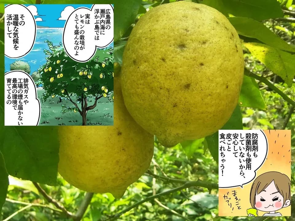 無農薬・広島産瀬戸内レモン 注文後収穫 国本農園 (広島県産) 果物