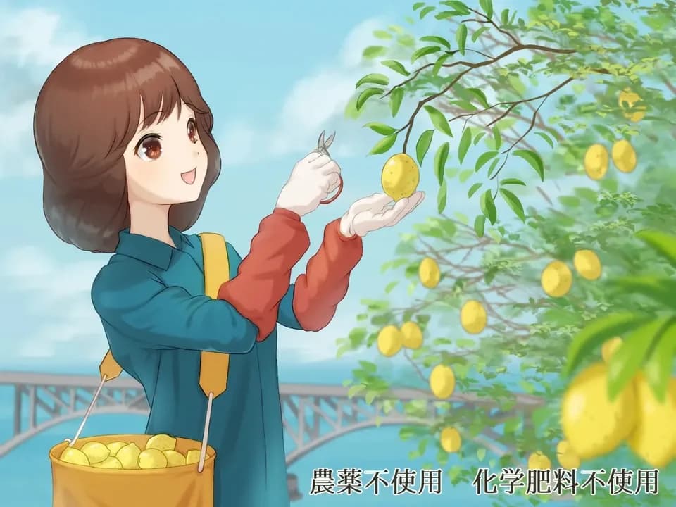 訳あり⭐️広島県産無農薬レモン10キロ箱込（農薬：栽培期間中不使用） 無農薬・広島産瀬戸内レモン 注文後収穫 国本農園 (広島県産) みかん