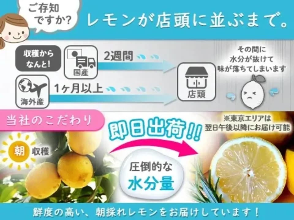 無農薬・広島産瀬戸内レモン 注文後収穫 国本農園 (広島県産) みかん