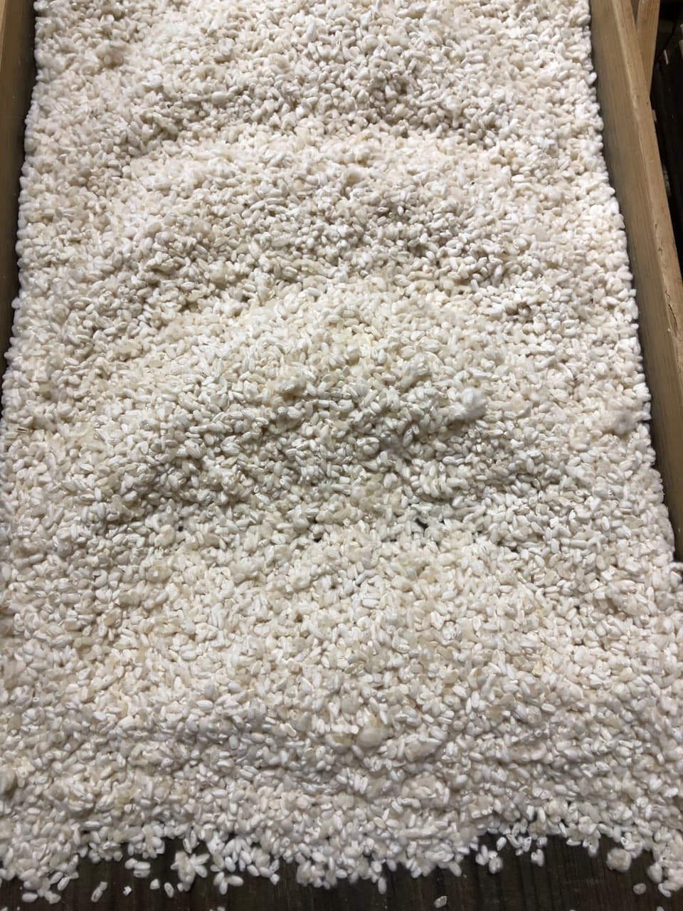 3月13日出来上がり予定！はざかけ干し自家栽培米「亀治」使用＜生こうじ＞ご自宅の手作り味噌に！甘酒に！