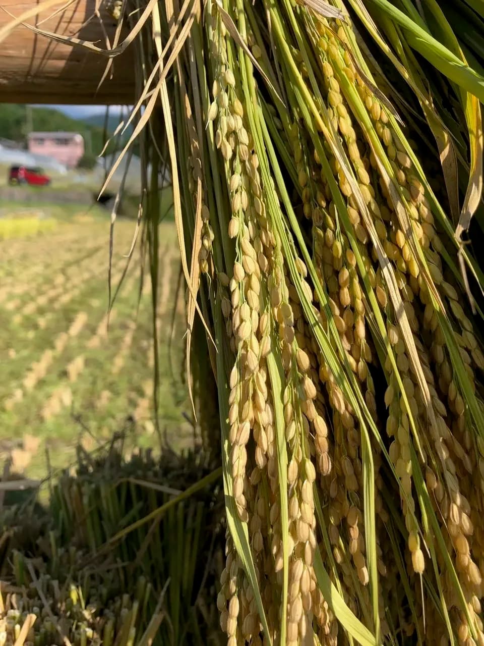 はざかけ干し！２㎏　令和7年産の希少米「日の出撰」を玄米でお届け