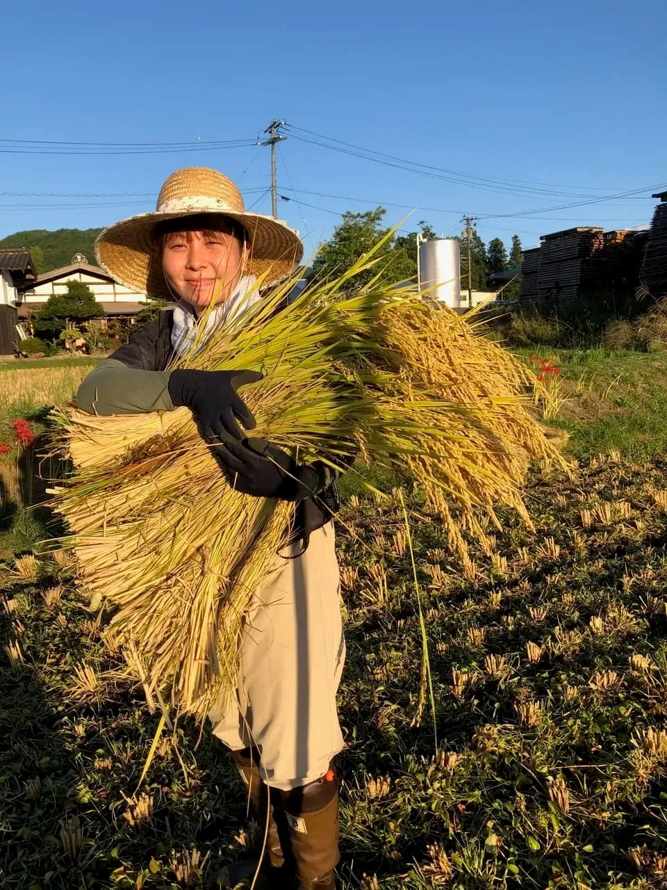はざかけ干し！２㎏　令和7年産の希少米「日の出撰」を玄米でお届け
