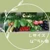 Lサイズ (野菜のみ)