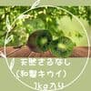 SSサイズ（1kg入り）