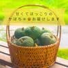 8~10個入り