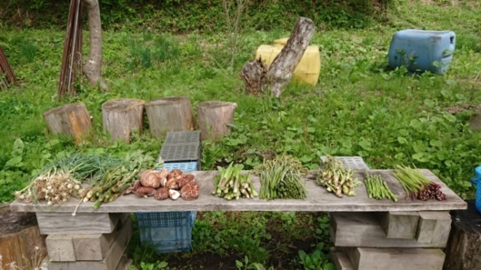 予約開始！【常温配送】天然＜春の山菜セット＞飯綱の里山で芽吹いた採れたて山菜の詰め合わせ
