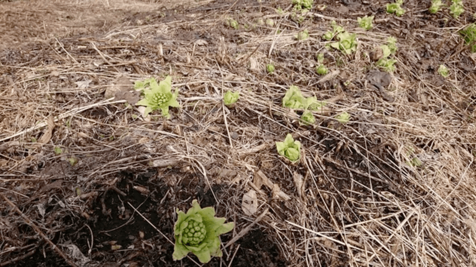 予約開始！【常温配送】天然＜春の山菜セット＞飯綱の里山で芽吹いた採れたて山菜の詰め合わせ