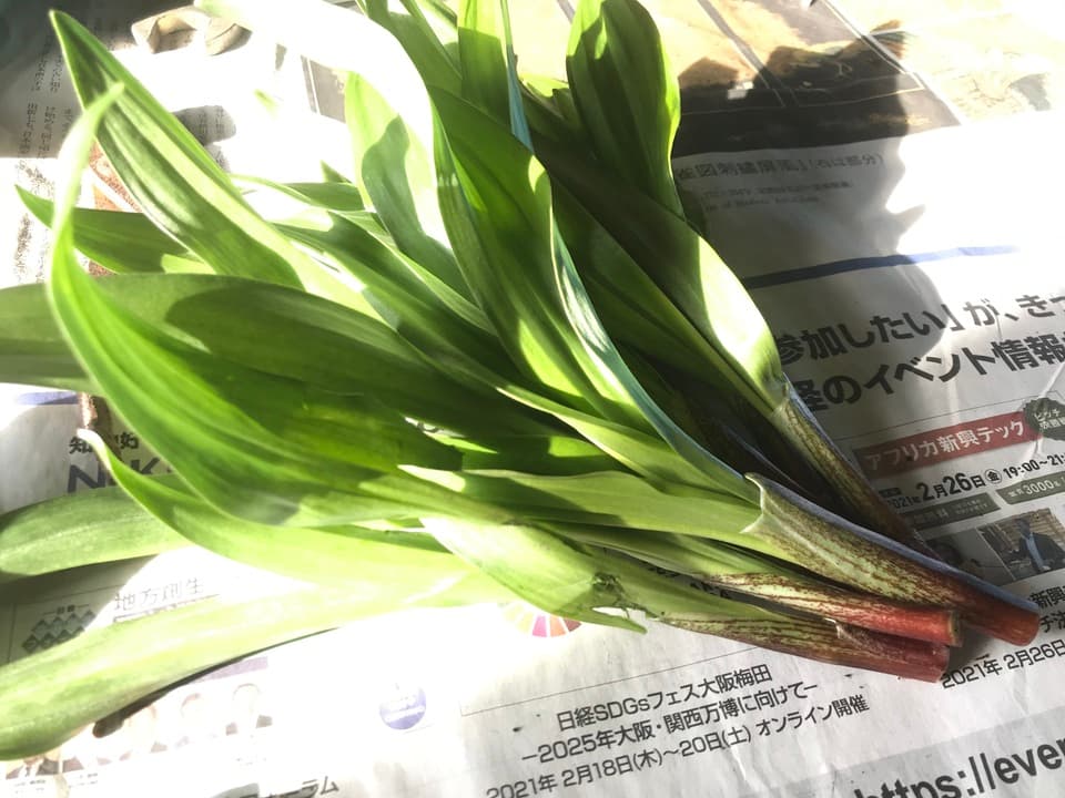 予約開始！【常温配送】天然＜春の山菜セット＞飯綱の里山で芽吹いた採れたて山菜の詰め合わせ