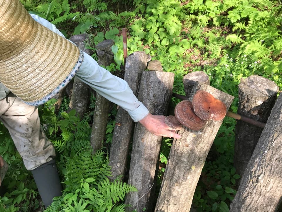 予約開始！【常温配送】天然＜春の山菜セット＞飯綱の里山で芽吹いた採れたて山菜の詰め合わせ