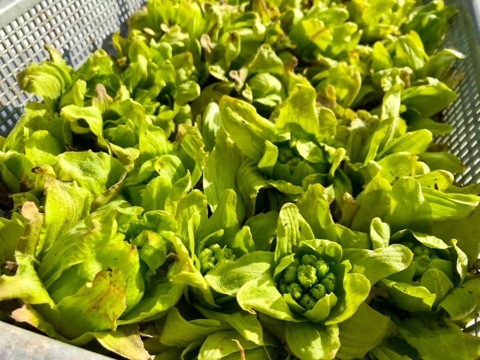 予約開始！【常温配送】天然＜春の山菜セット＞飯綱の里山で芽吹いた採れたて山菜の詰め合わせ