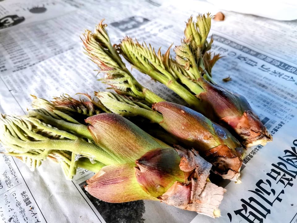 予約開始！【常温配送】天然＜春の山菜セット＞飯綱の里山で芽吹いた採れたて山菜の詰め合わせ