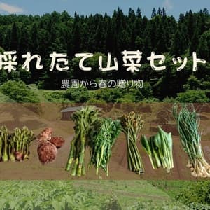 予約開始！【常温配送】天然＜春の山菜セット＞飯綱の里山で芽吹いた採れたて山菜の詰め合わせの口コミ・レビュー(カズさん)