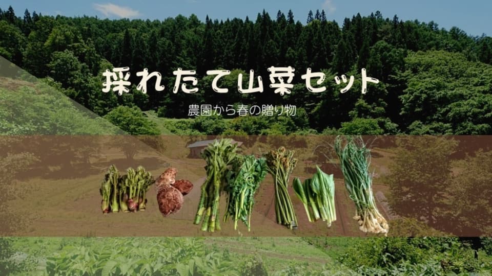 予約開始！【常温配送】天然＜春の山菜セット＞飯綱の里山で芽吹いた採れたて山菜の詰め合わせ