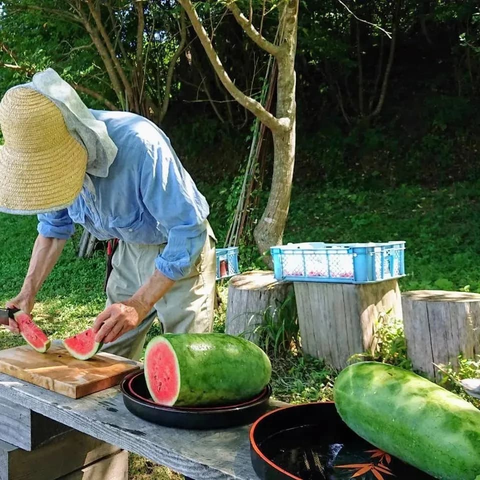 太陽の恵み＜農園の採れたて夏野菜セット(7月~9月) ＞農薬・化学肥料不使用