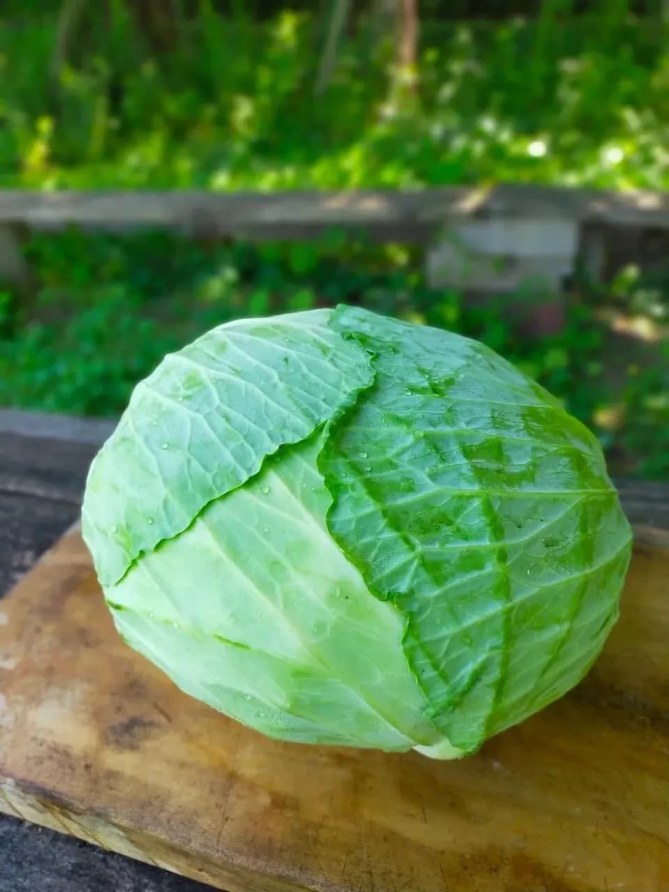 太陽の恵み＜農園の採れたて夏野菜セット(7月~9月) ＞農薬・化学肥料不使用