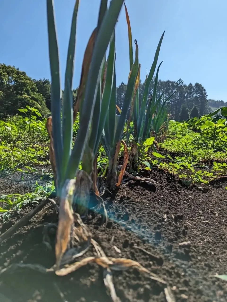 太陽の恵み＜農園の採れたて夏野菜セット(7月~9月) ＞農薬・化学肥料不使用