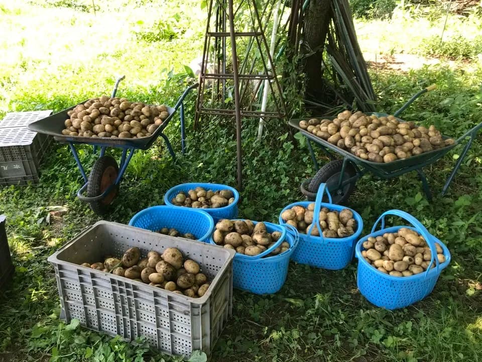 太陽の恵み＜農園の採れたて夏野菜セット(7月~9月) ＞農薬・化学肥料不使用
