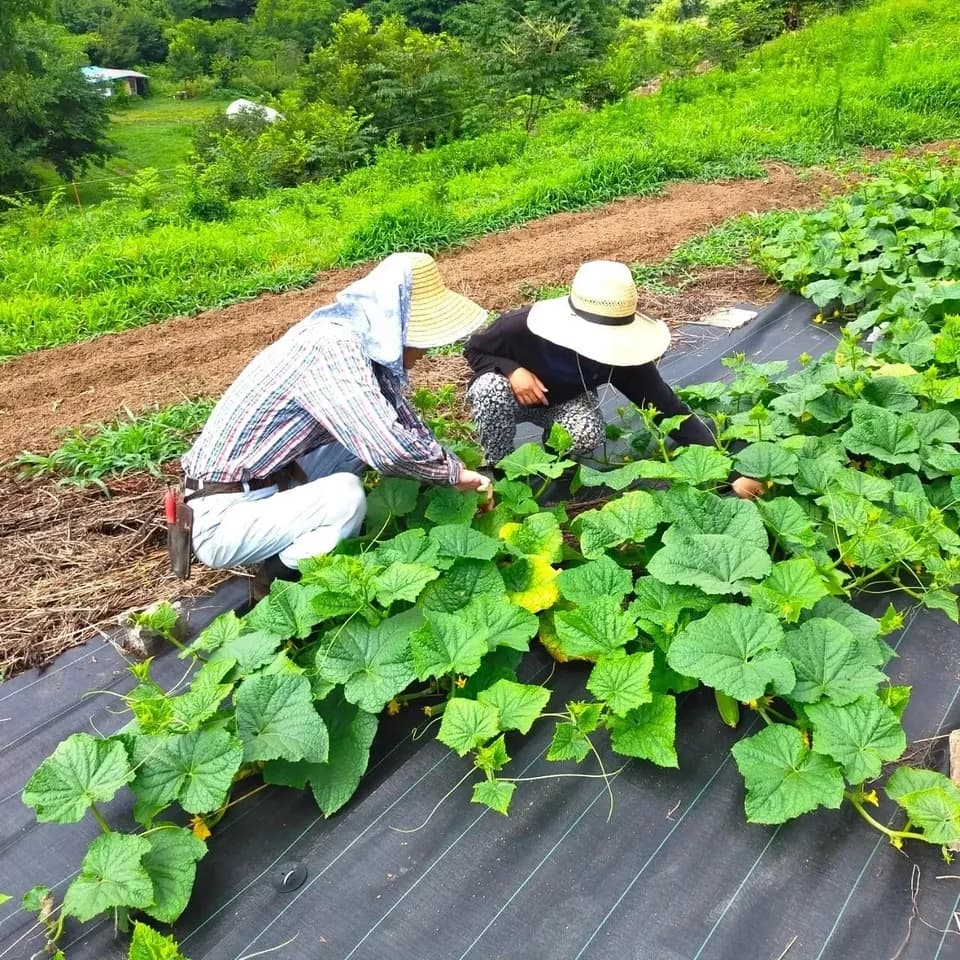太陽の恵み＜農園の採れたて夏野菜セット(7月~9月) ＞農薬・化学肥料不使用