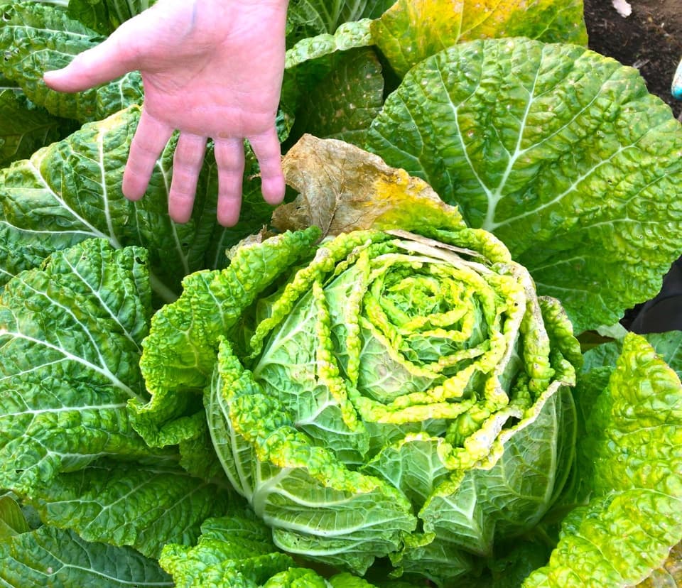秋の味覚！採れたて天然きのこと秋野菜セット