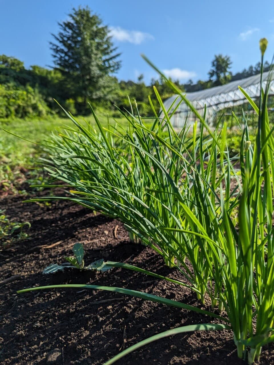 秋の味覚！採れたて天然きのこと秋野菜セット