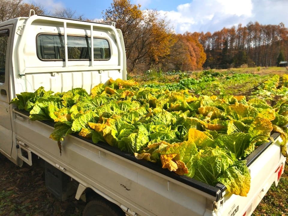秋の味覚！採れたて天然きのこと秋野菜セット